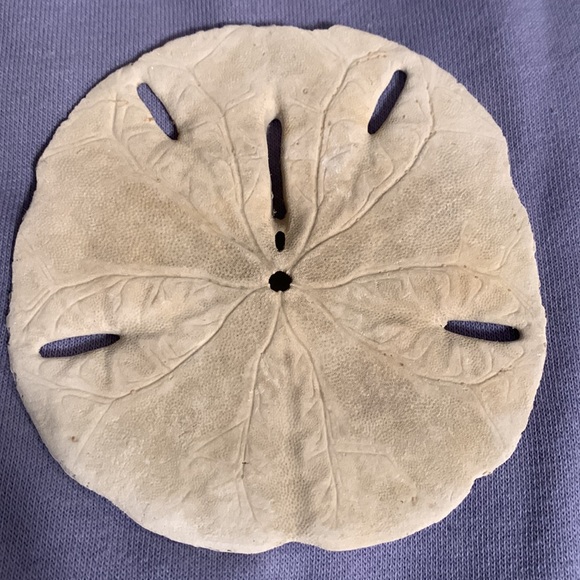 SALE!! Sea cookie or sand dollar #4 - Picture 3 of 8